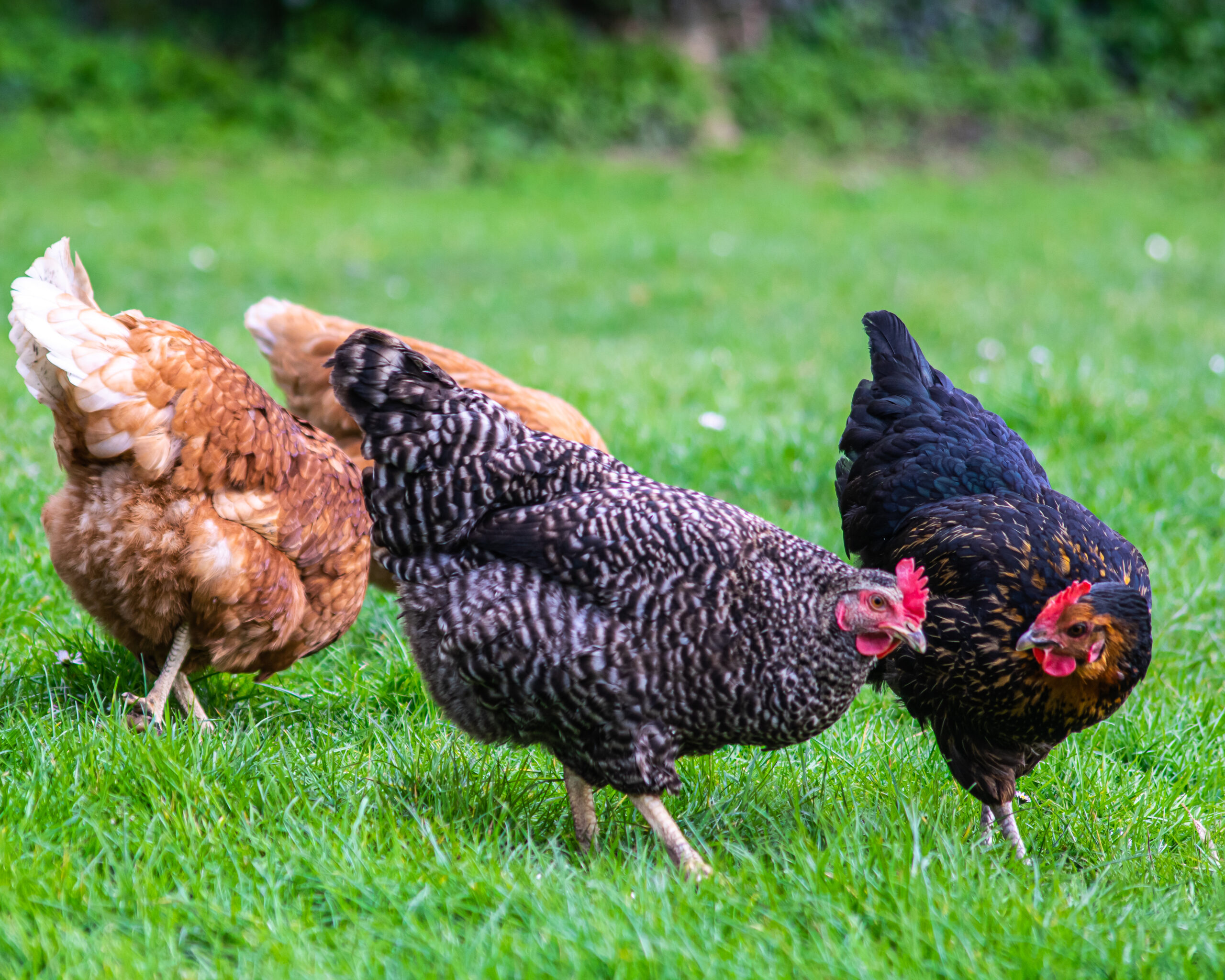 Vogelgrippe bedroht Geflügelbestände – Veterinäramt trifft Maßnahmen