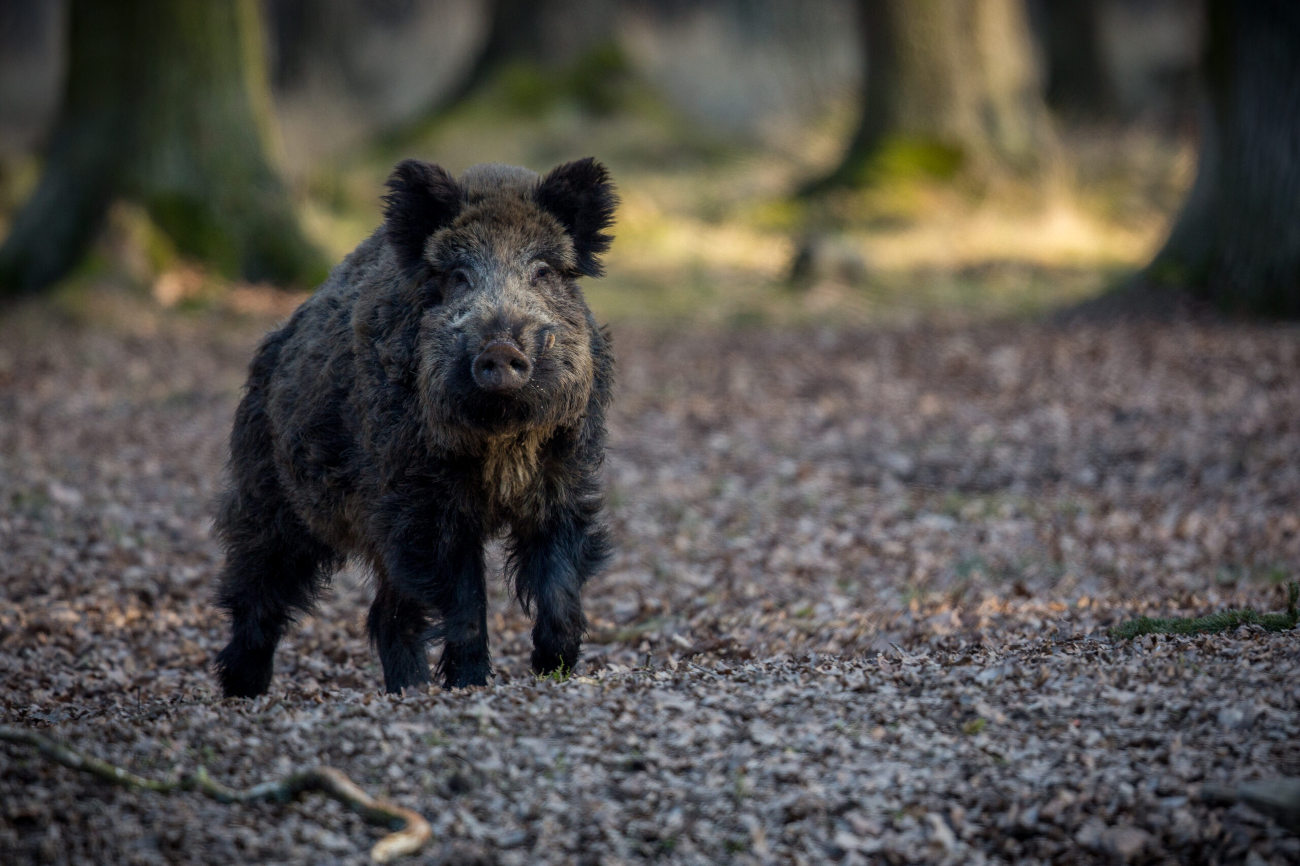 Symbolfoto eines Wirldschweins in freier Natur im Wald