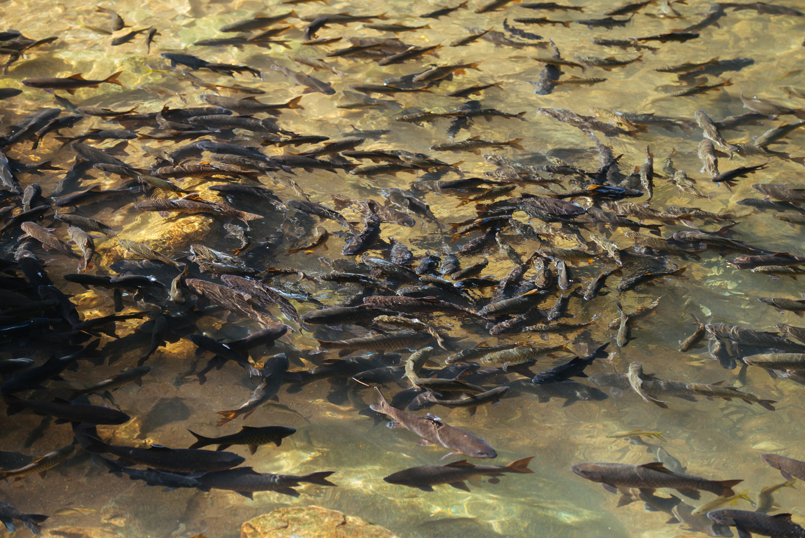 Fischsterben in Untermaßfeld: Untersuchungen abgeschlossen – Erhöhte Ammoniakbelastung festgestellt